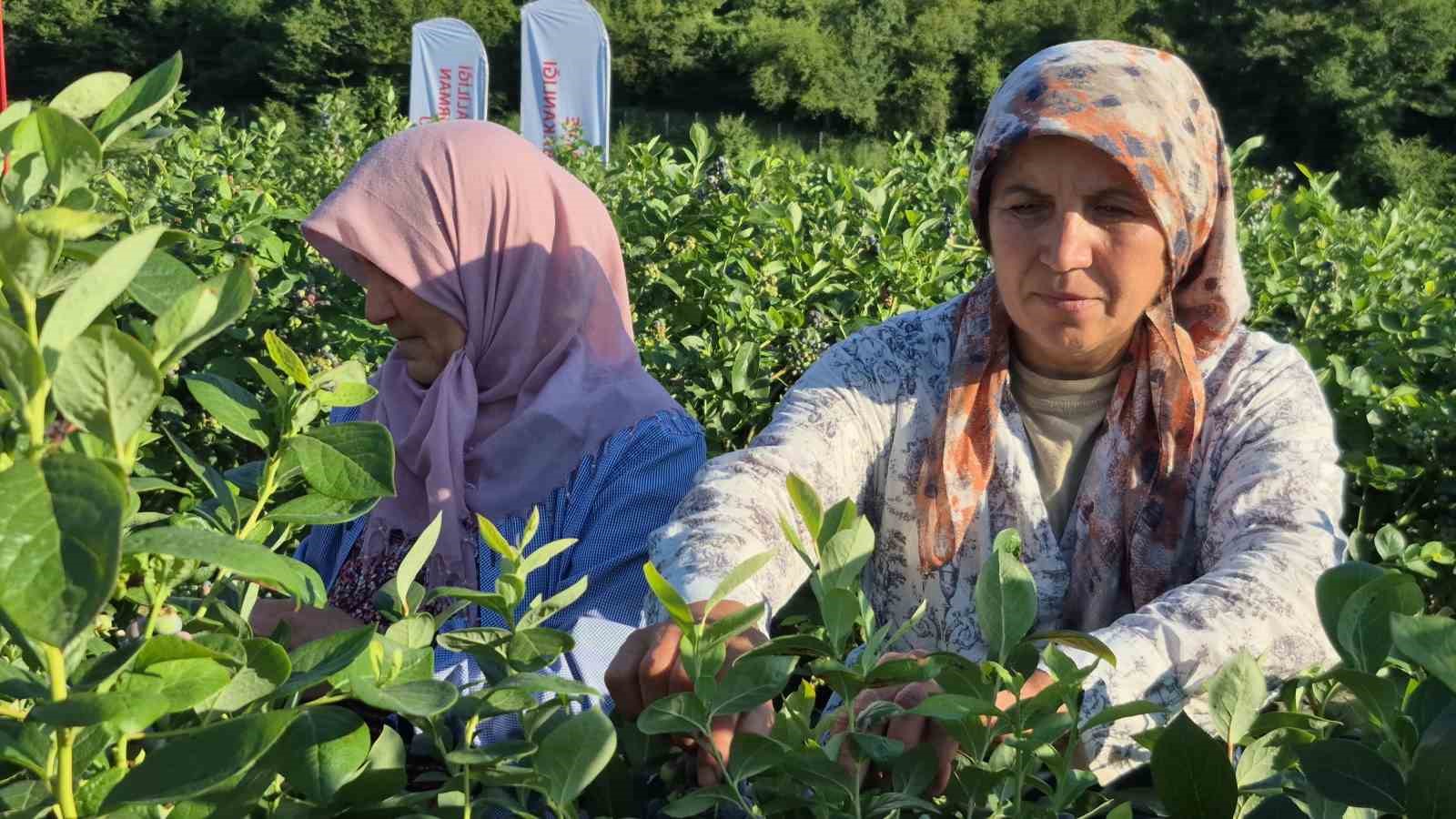 Yaban mersini meyvesinde yüksek rekolte