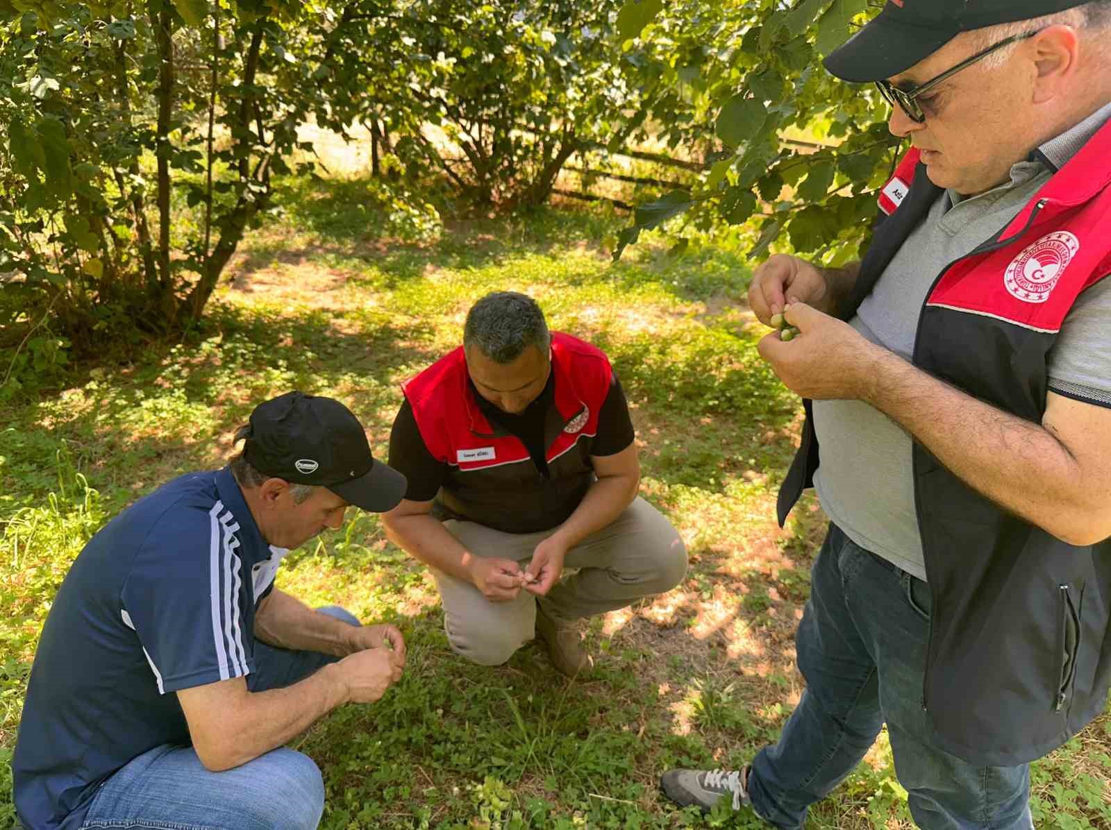 Fındık rekolte tespit çalışmaları Düzce’de başladı