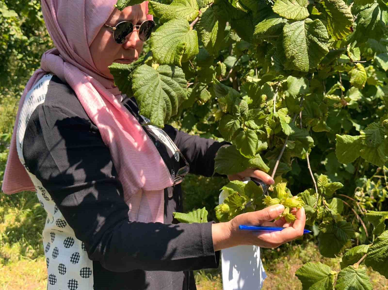Fındık rekolte tespit çalışmaları Düzce’de başladı