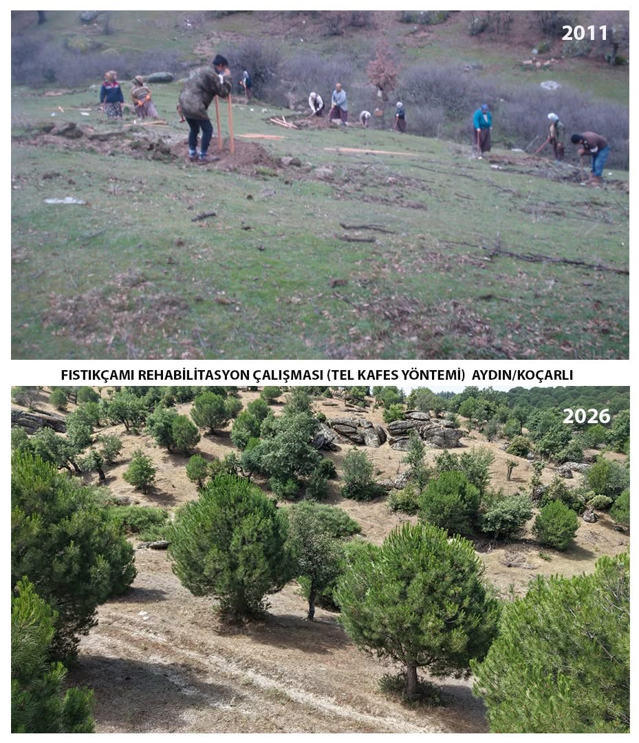 Aydın’da 15 yıl önce dikilen fıstıkçamları kozalak vermeye başladı