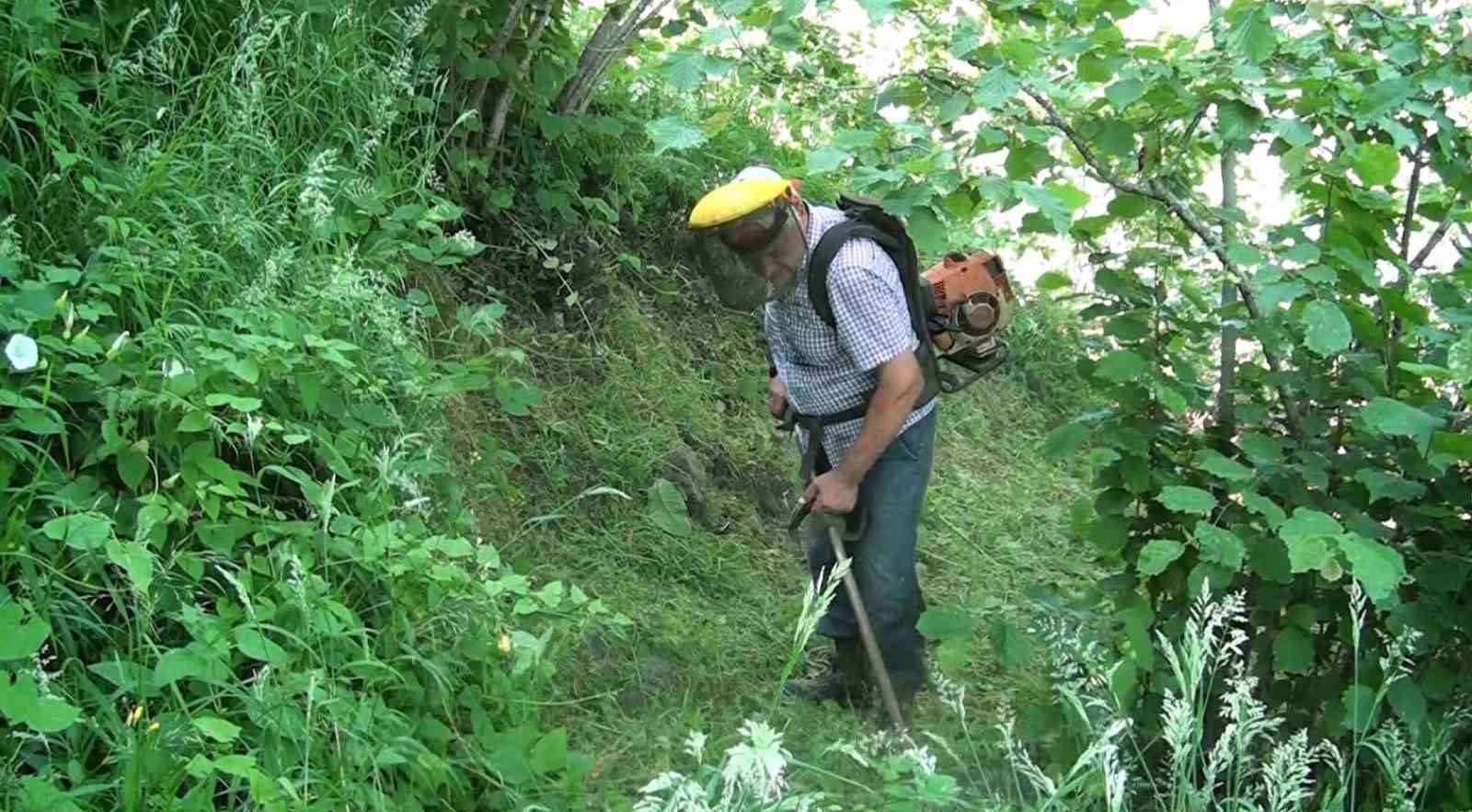 Fındık bahçelerinde ot mesaisi cep yakıyor