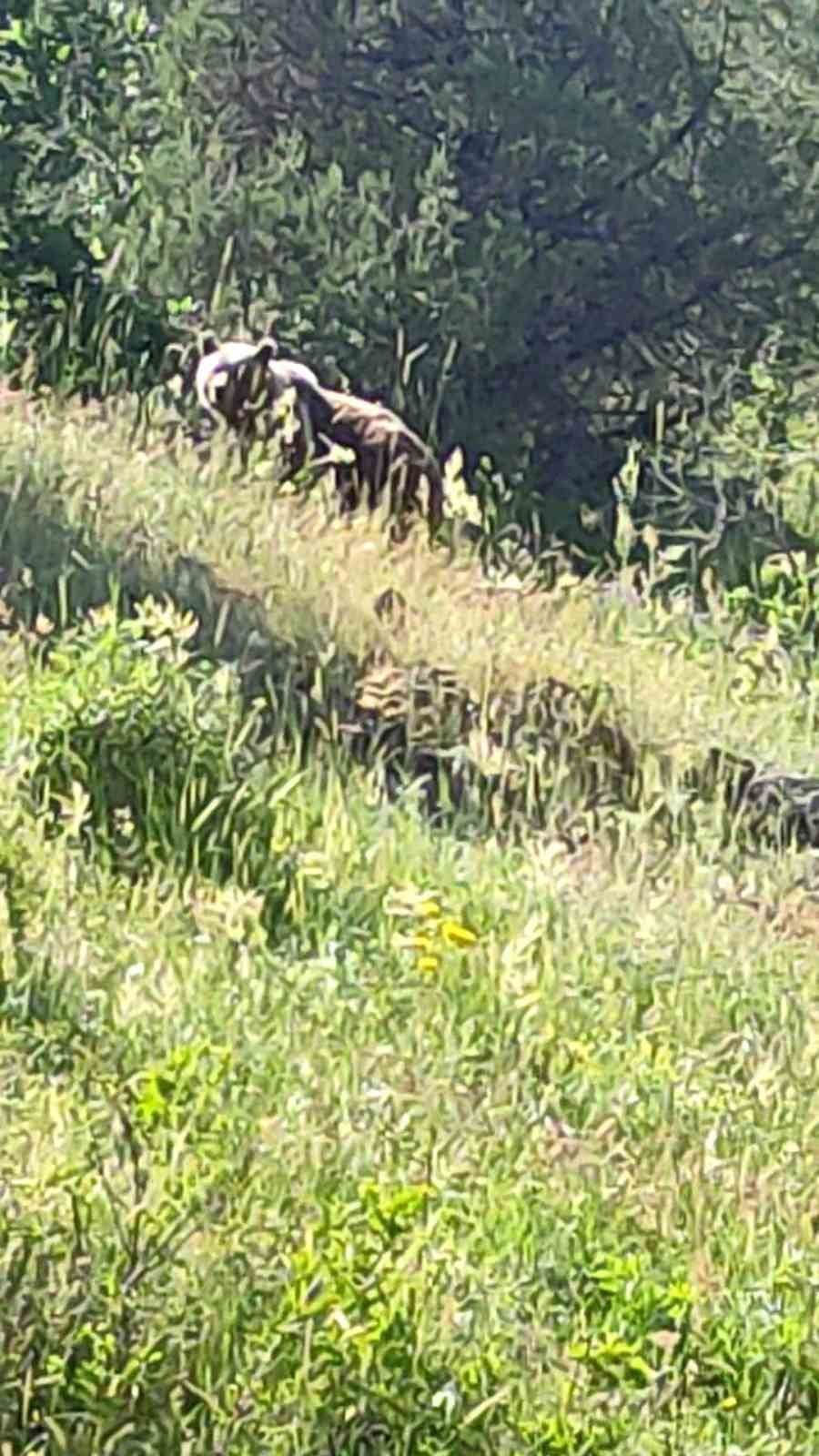 Anne ayı ve 3 yavrusu arazide görüntülendi