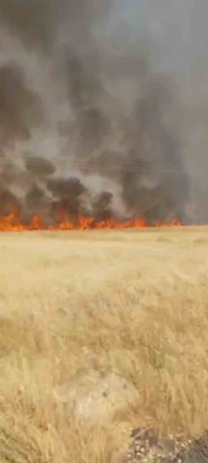 Şanlıurfa’da 45 dönüm buğday ekili alan yandı