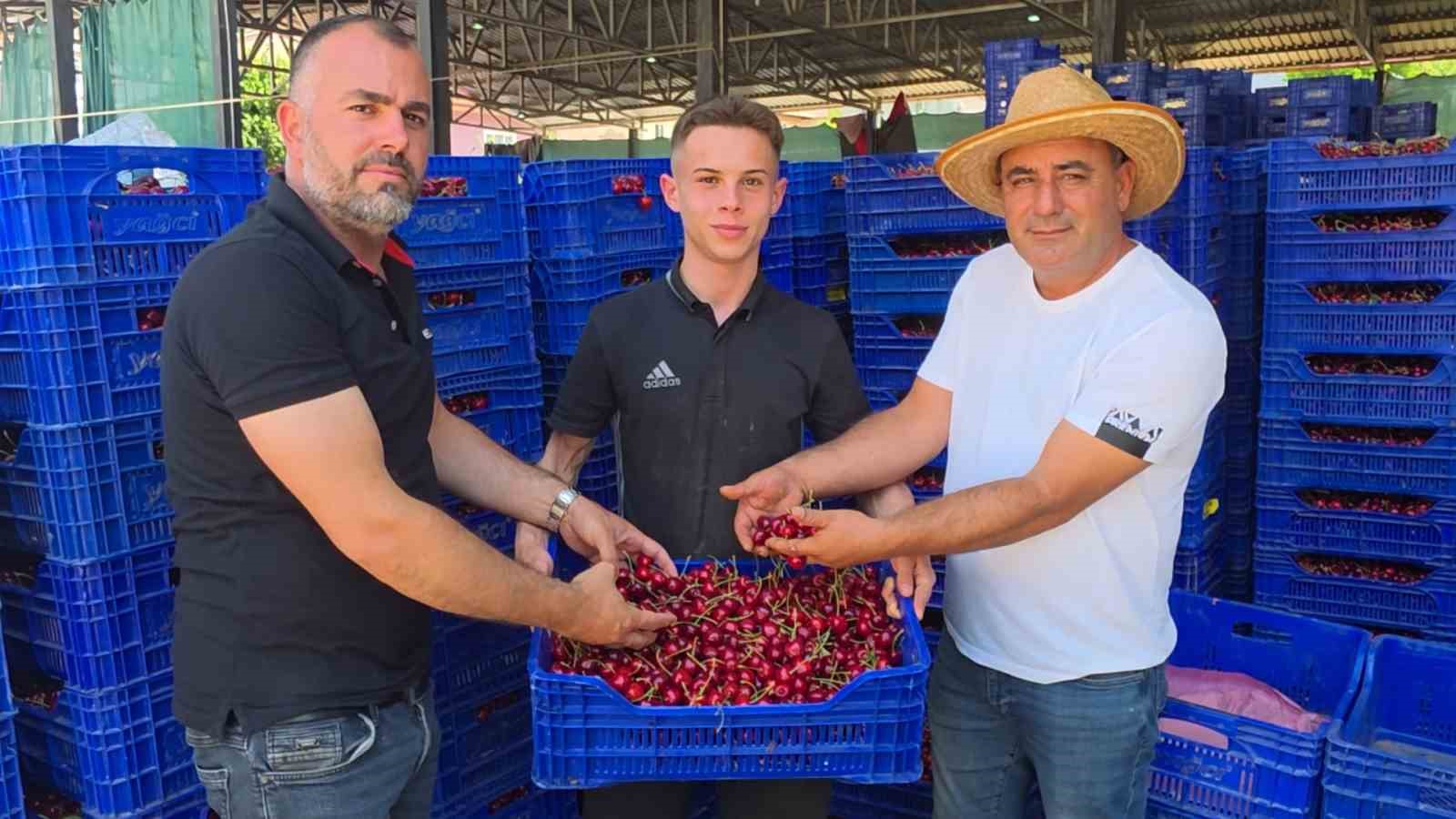 Kütahya Şaphane’de kiraz hasadı başladı