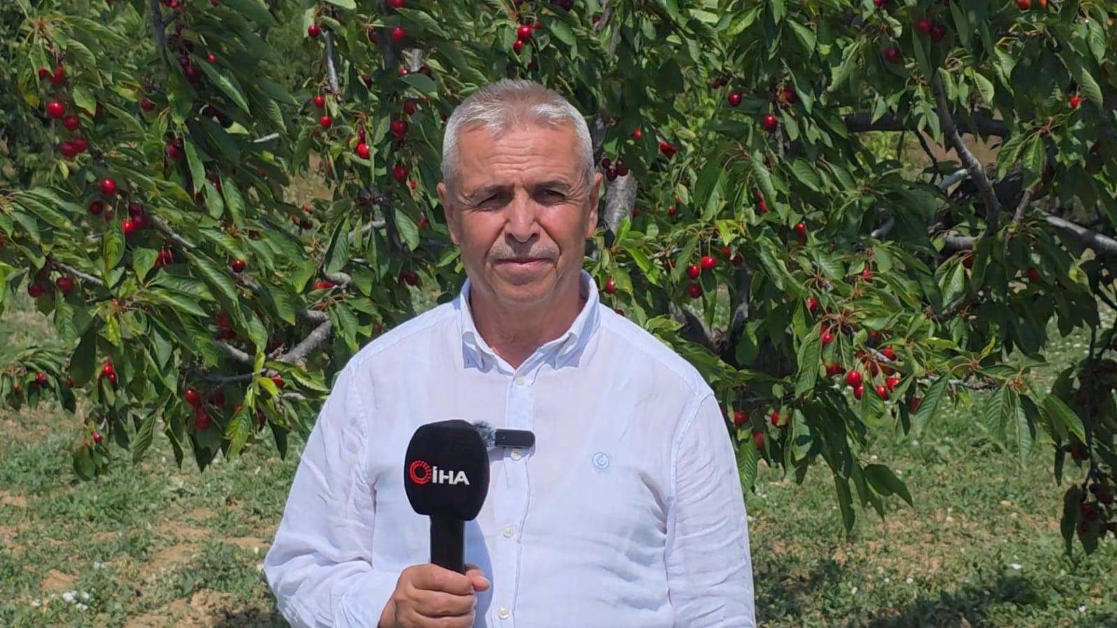Kütahya Şaphane’de kiraz hasadı başladı
