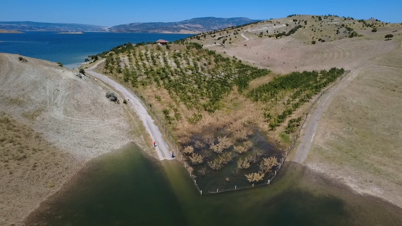 Yozgat’ta badem ağaçları sular altında kaldı