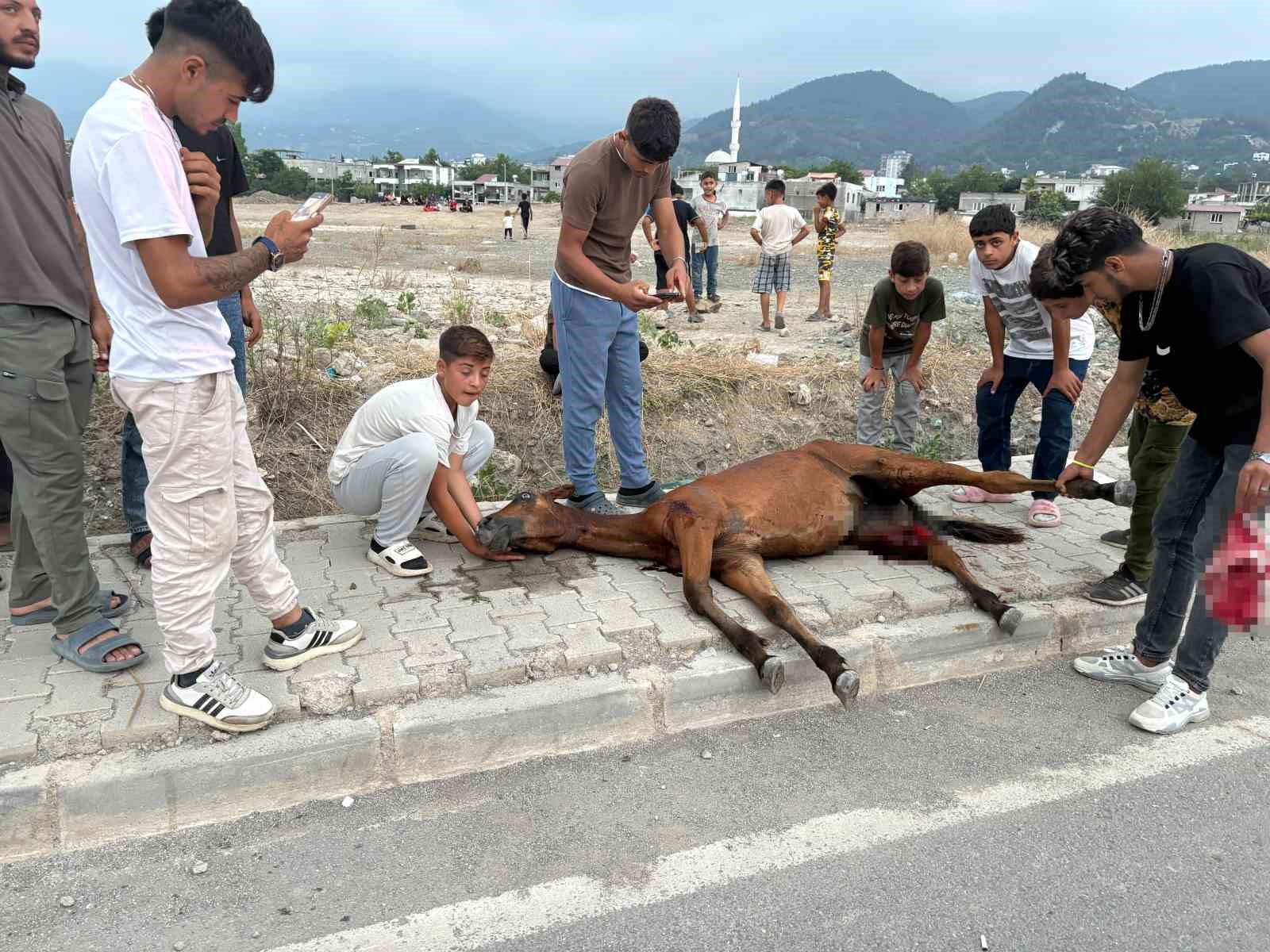 Osmaniye’de minibüs başıboş ata çarptı