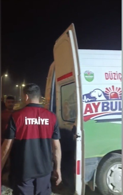 Minibüsün çarptığı başıboş at "Haybulans" ile tedaviye alındı