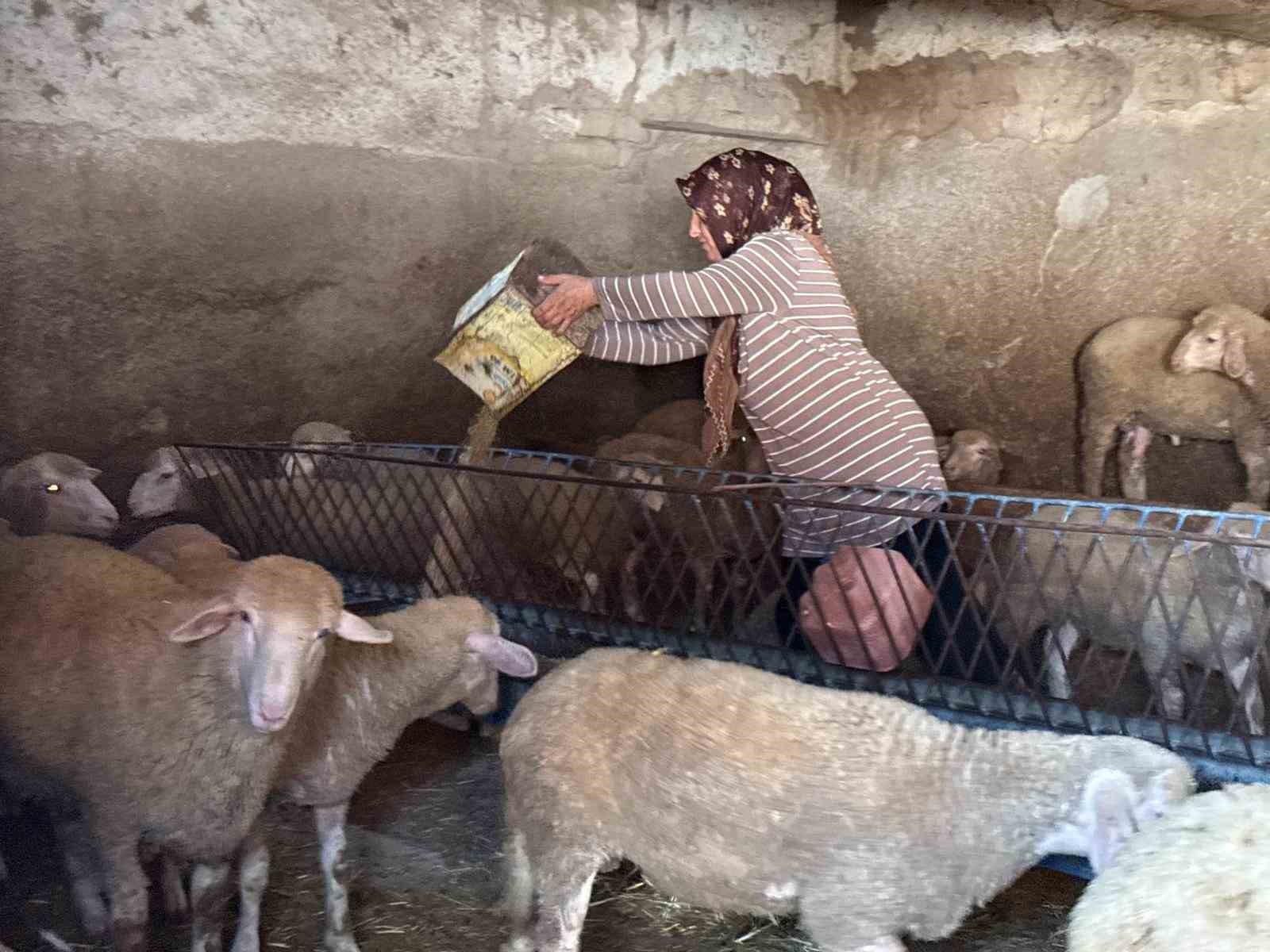 "Hayvanlara büyü yaptı" denilerek vahşice öldürülen adamın karısı tek başına çobanlık yaparak 2 oğlunu okutmaya çalışıyor