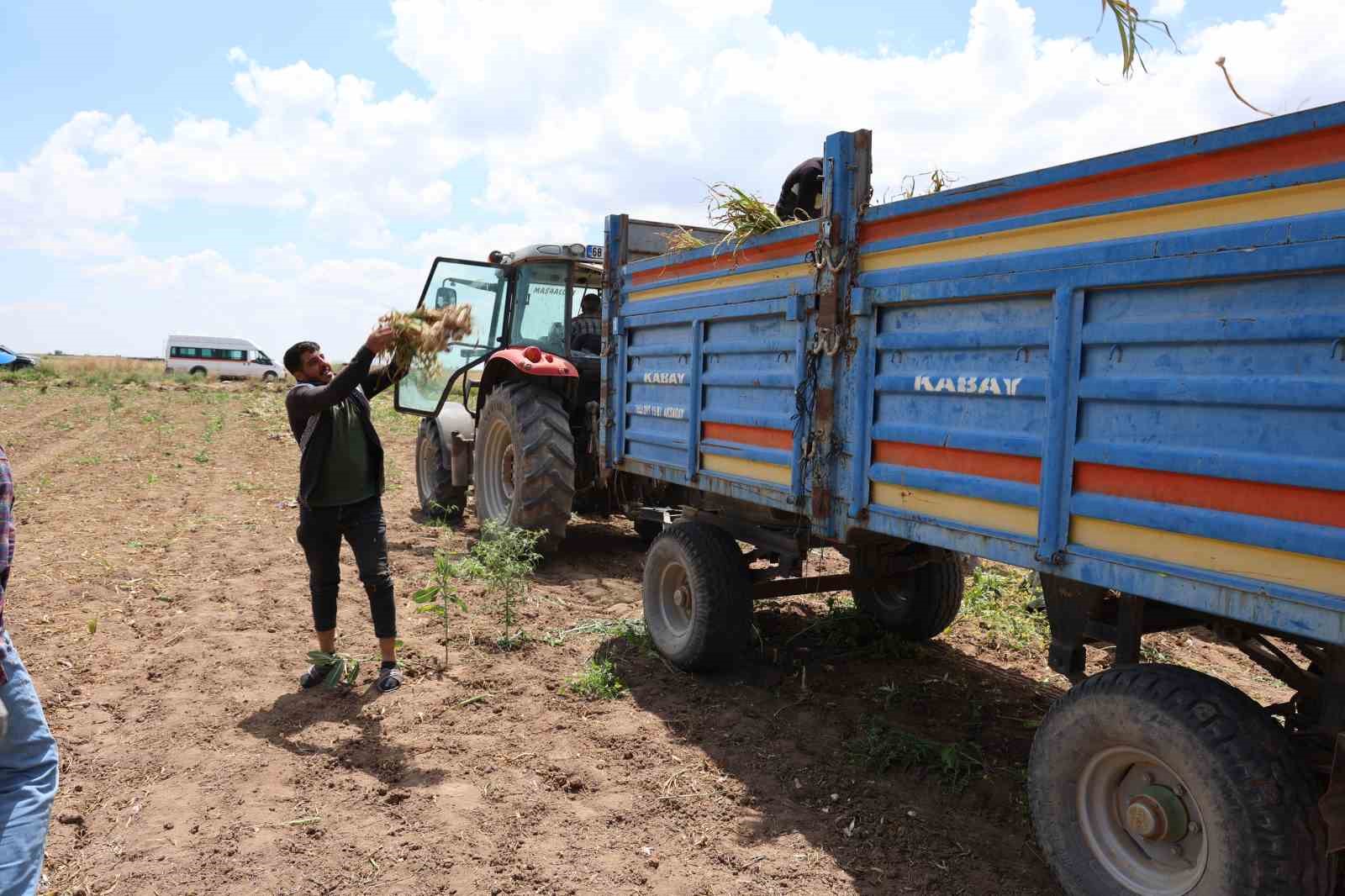 Sevdiğiyle evlenmek için tarlada başlık parasına çalışıyor
