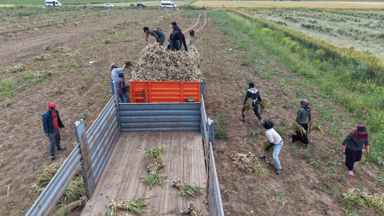 Sevdiğiyle evlenmek için tarlada başlık parasına çalışıyor