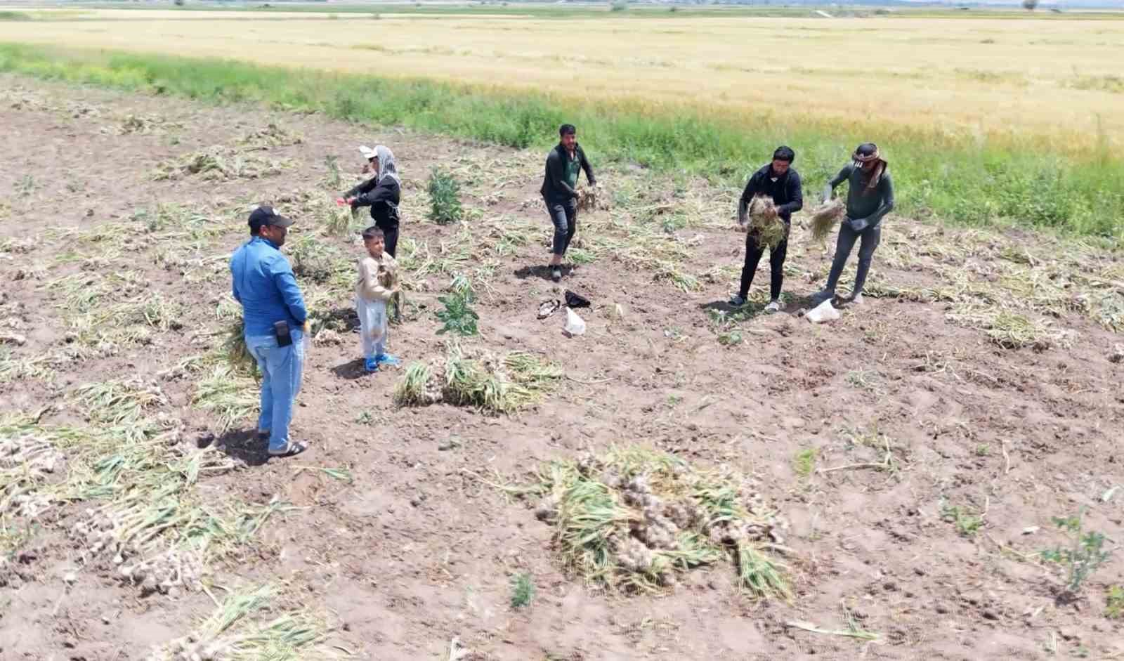Sevdiğiyle evlenmek için tarlada başlık parasına çalışıyor
