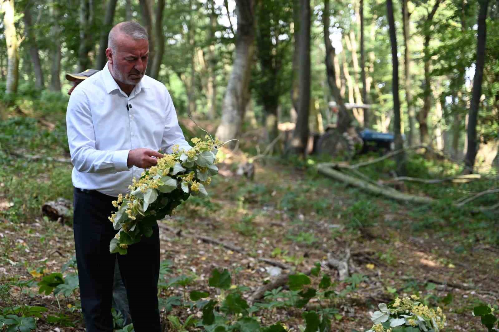 Karacabey’de ıhlamur hasadı kırsal ekonomiye can katıyor