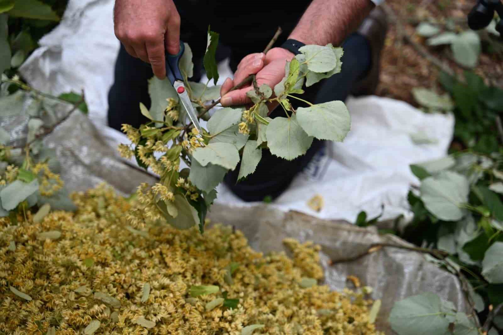 Karacabey’de ıhlamur hasadı kırsal ekonomiye can katıyor