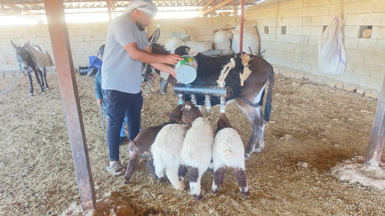 Semere yerleştirdiği biberonlarla sürü psikolojisini yönetiyor