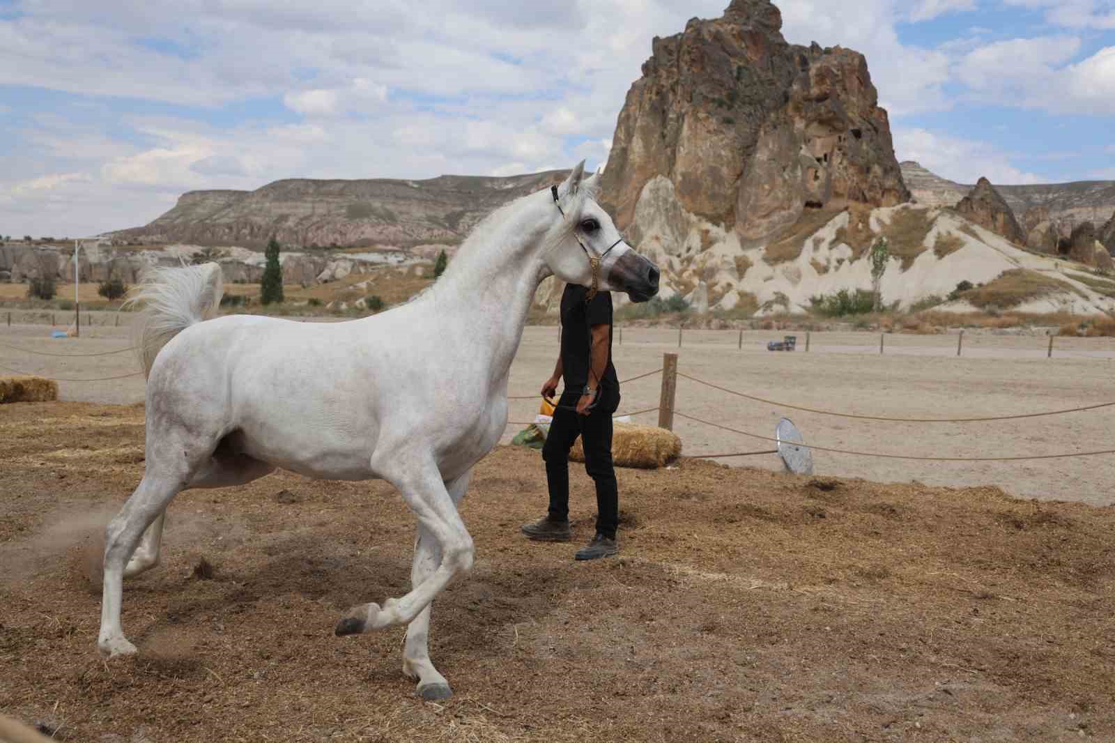 Kapadokya’da güzellikleriyle büyüleyen atlar podyuma çıktı