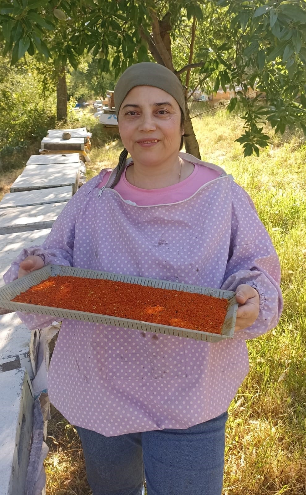 Buldan’da polen hasadı başladı