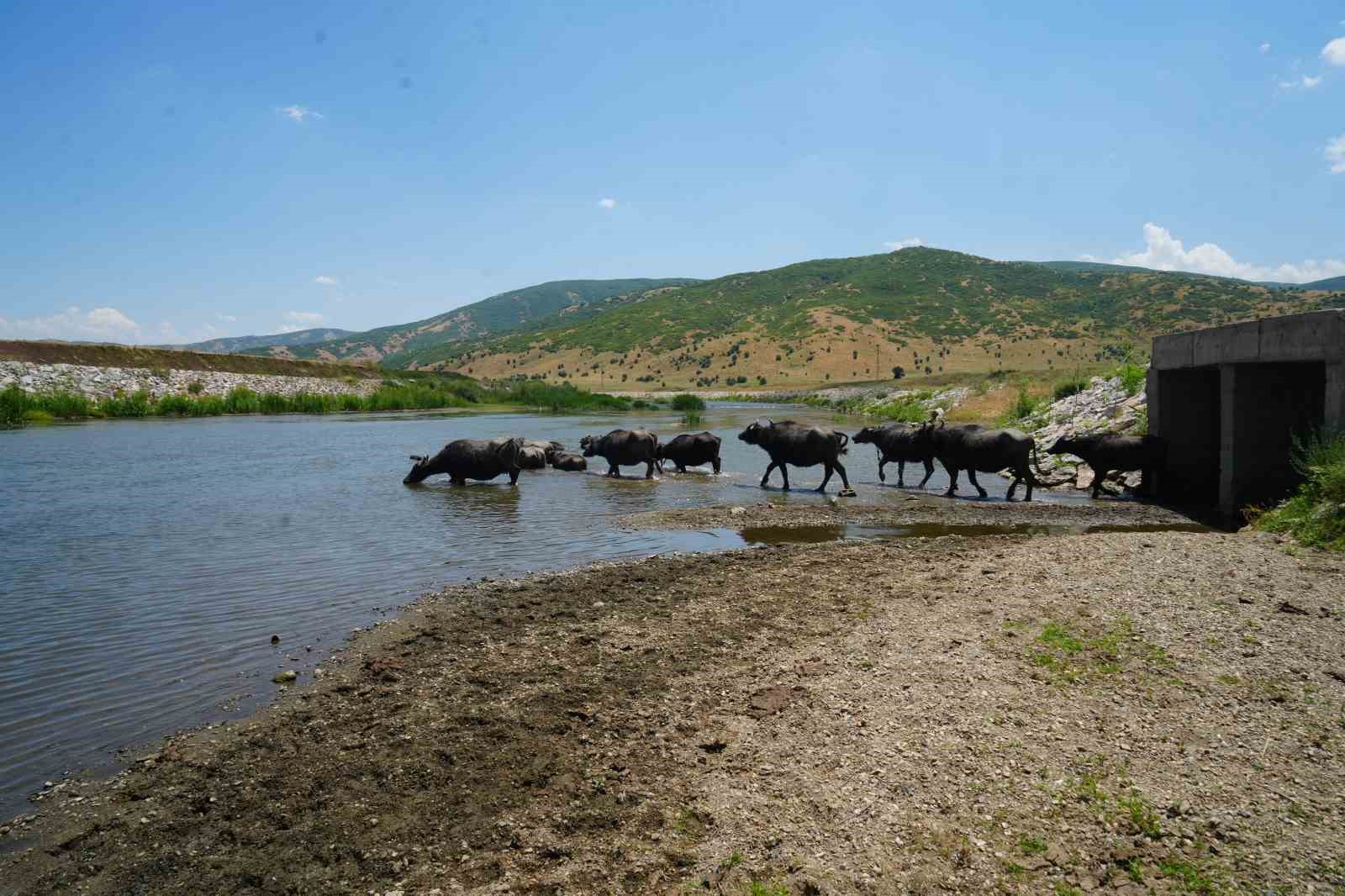 Muş’ta Afrika’yı andıran manzaralar