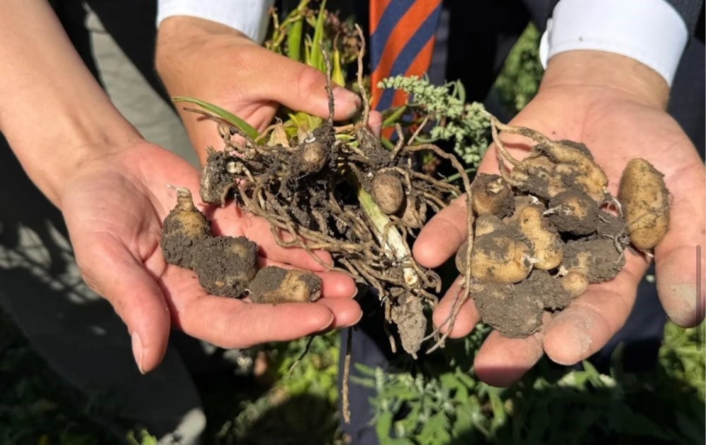 Yüksekova’da tarımda yeni dönem: Yoncalı köyünde ilk ticari salep hasadı yapıldı