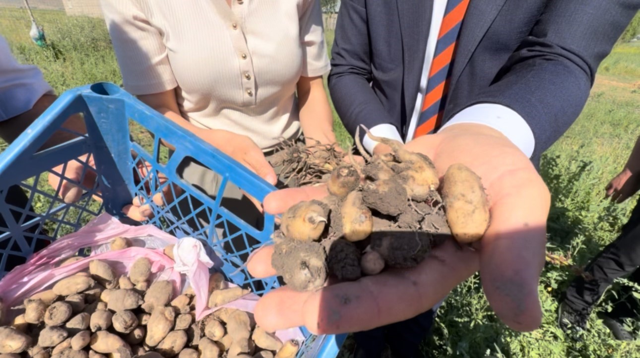 Yüksekova’da tarımda yeni dönem: Yoncalı köyünde ilk ticari salep hasadı yapıldı