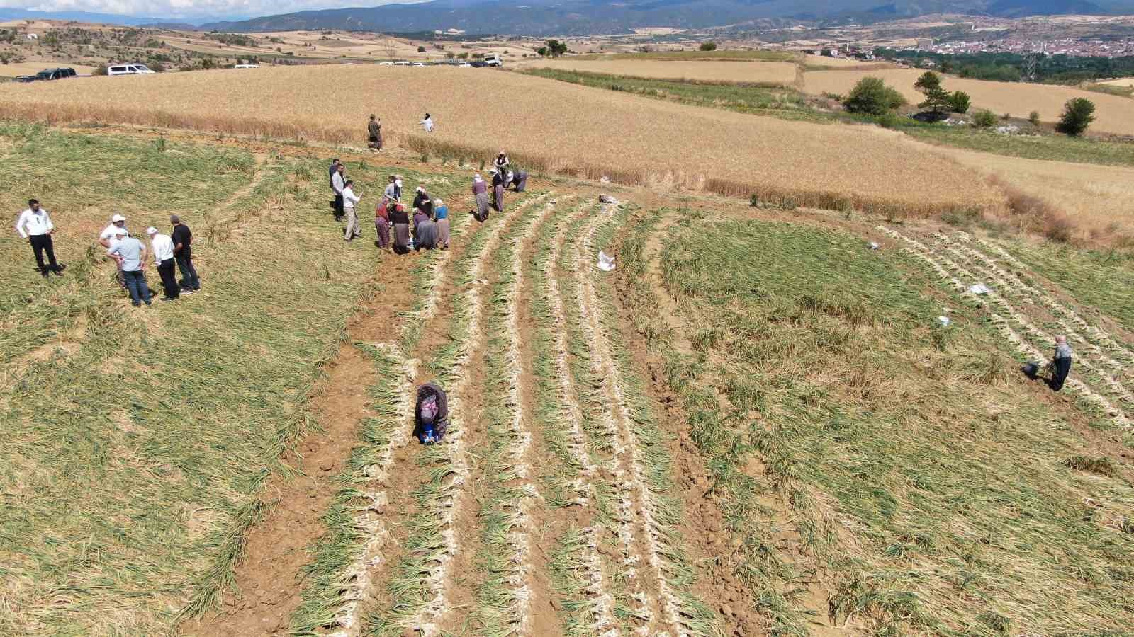 Dünyaca ünlü Taşköprü sarımsağının hasadı başladı