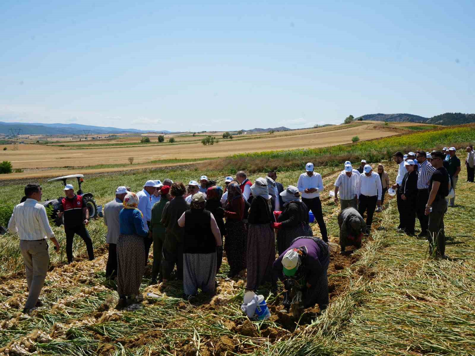 Dünyaca ünlü Taşköprü sarımsağının hasadı başladı