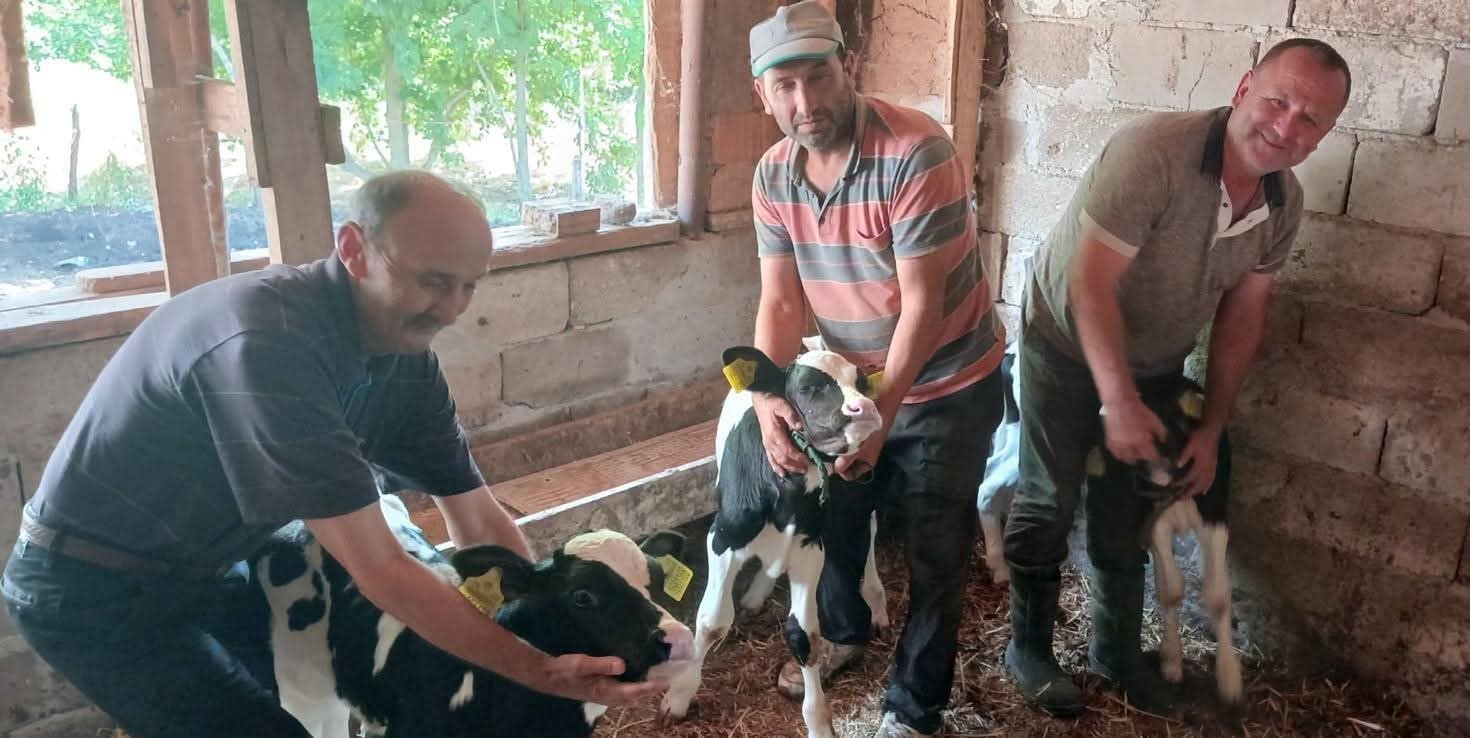 Edirne’de besicinin üçüz buzağı sevinci