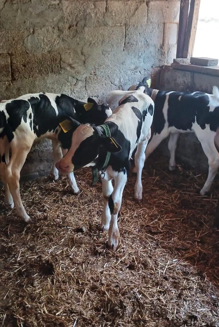 Edirne’de besicinin üçüz buzağı sevinci