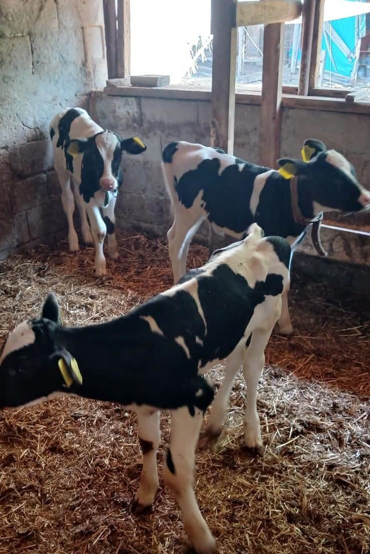 Edirne’de besicinin üçüz buzağı sevinci