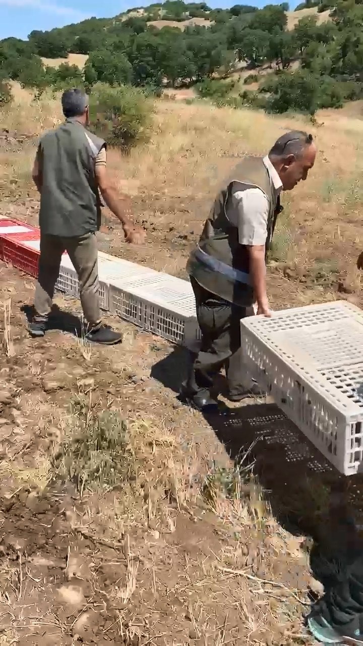 Elazığ’da kenelerle mücadele için doğaya keklik bırakıldı