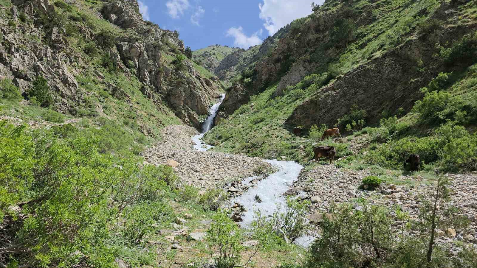 20 yıl sonra yeniden hayat buldu: Çatak’ta kuruyan su kaynağı akmaya başladı