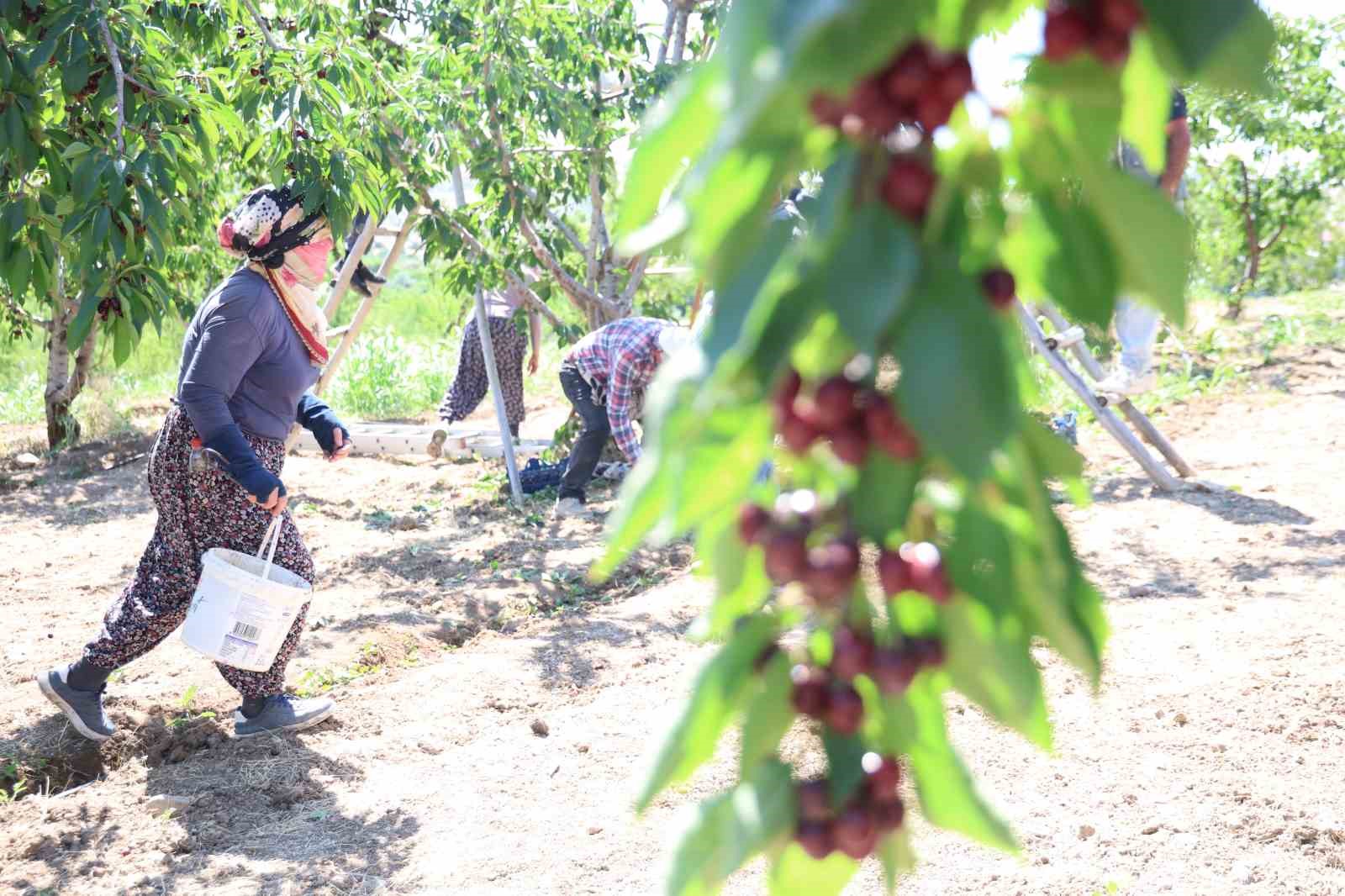 Elazığ’da 7 bin dekar alanda kiraz hasadı devam ediyor