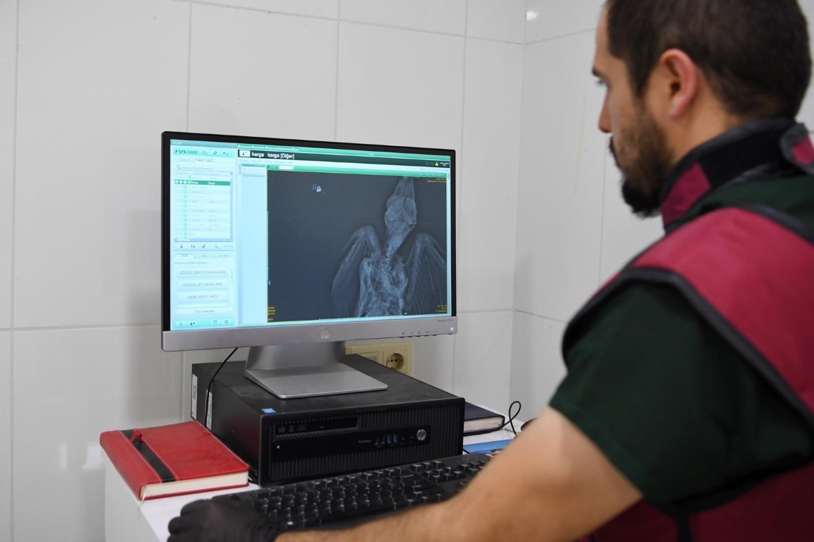 Yaralı yavru kargaya adeta bebek gibi bakıyorlar