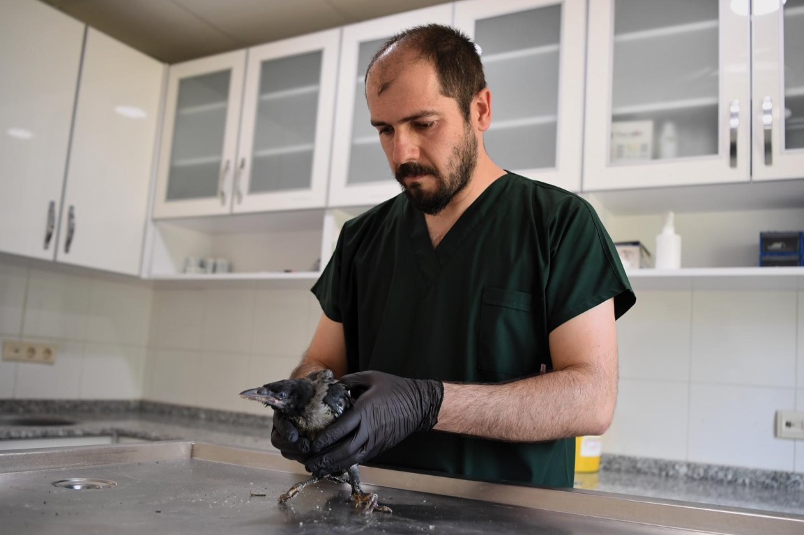 Yaralı yavru kargaya adeta bebek gibi bakıyorlar