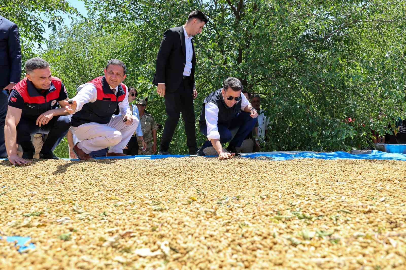 Ulukale dutunda bu yıl 650 ton rekolte beklentisi