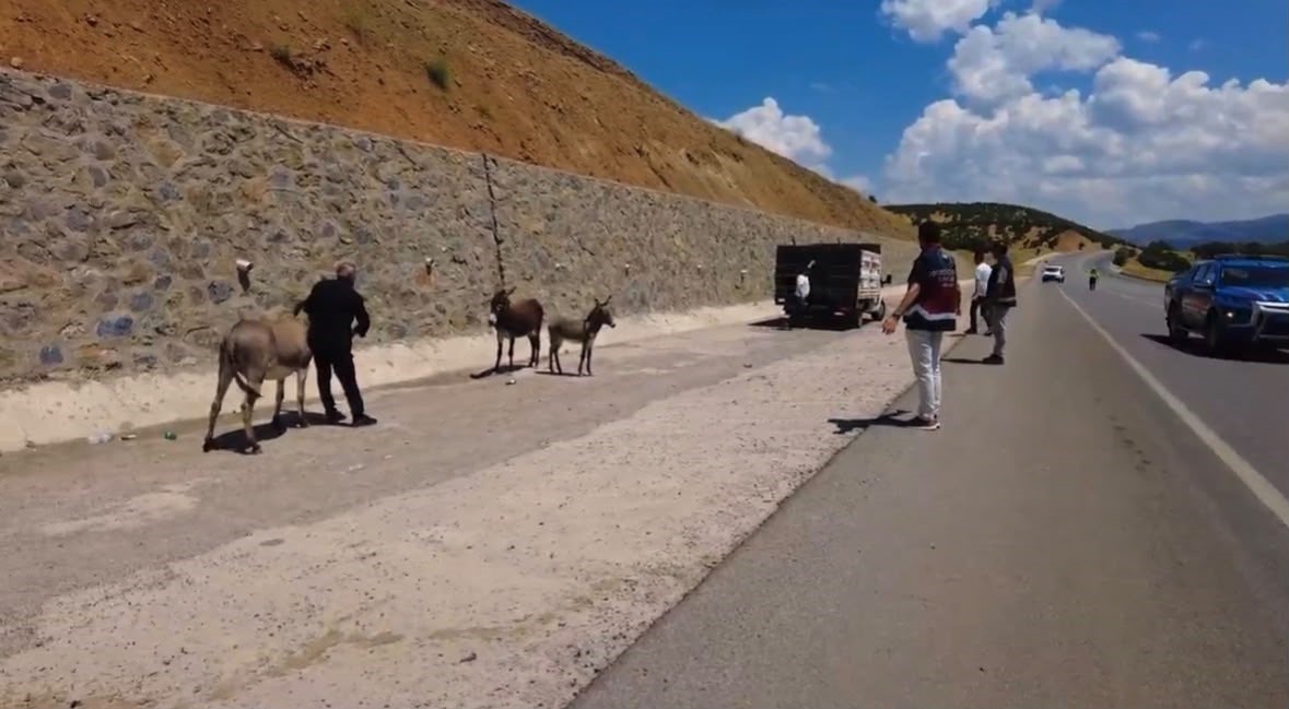 Bingöl’de 68 başıboş hayvan toplandı