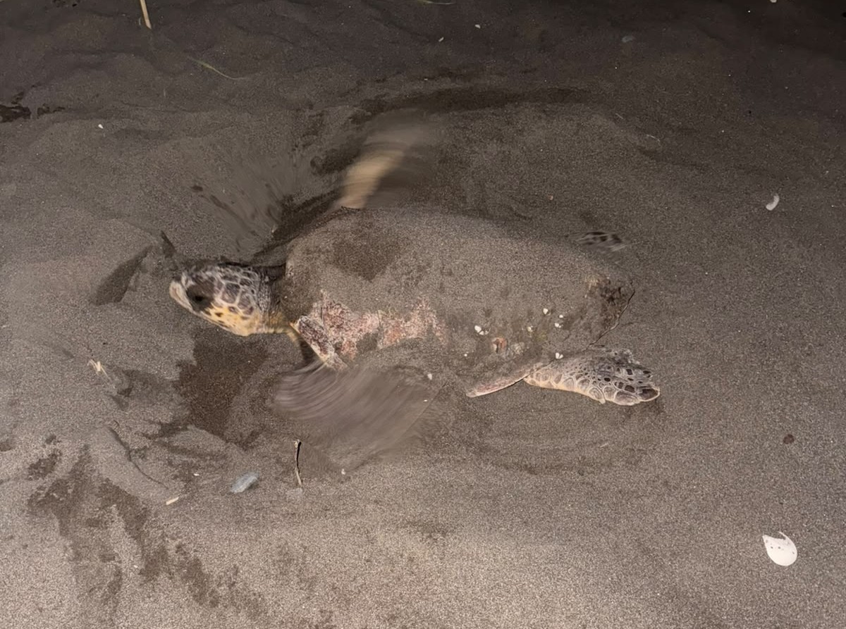 Caretta carettayı yuva yaparken gören gençler, duyarlılık gösterdi önlem aldı
