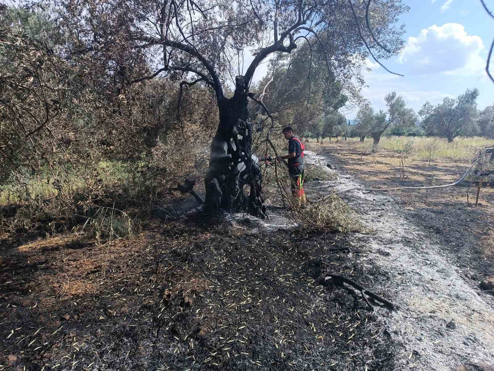 Havran’da zeytinlik yangını
