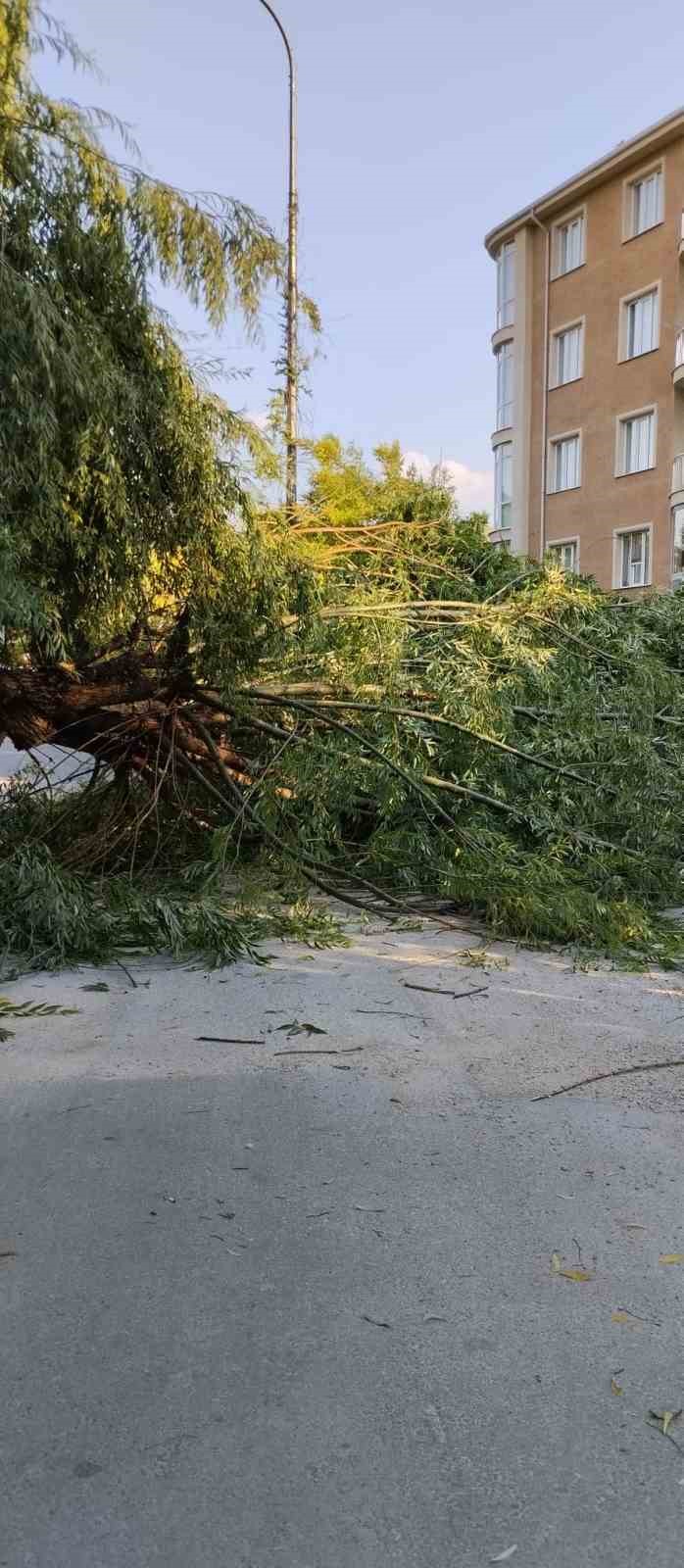 Şiddetli rüzgar parktaki ağacı devirdi
