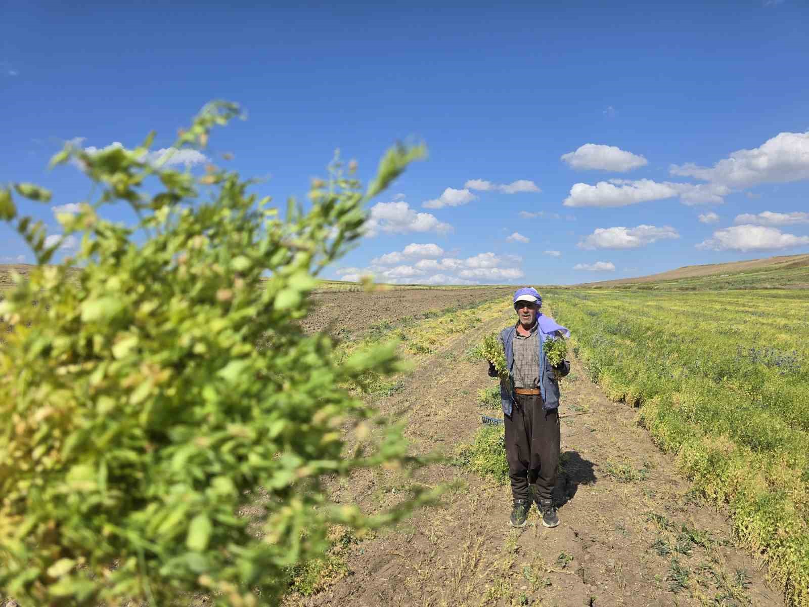 Geç Bronz Çağı’ndan Milenyum Çağına yeşil mercimeğin ana vatanı Yozgat