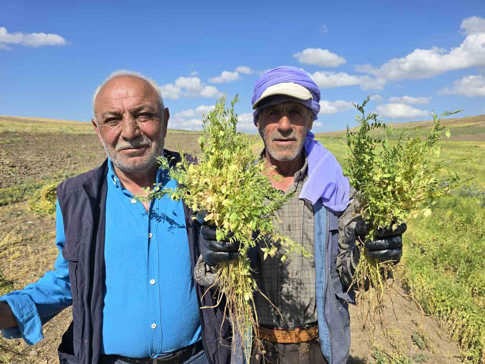 Geç Bronz Çağı’ndan Milenyum Çağına yeşil mercimeğin ana vatanı Yozgat