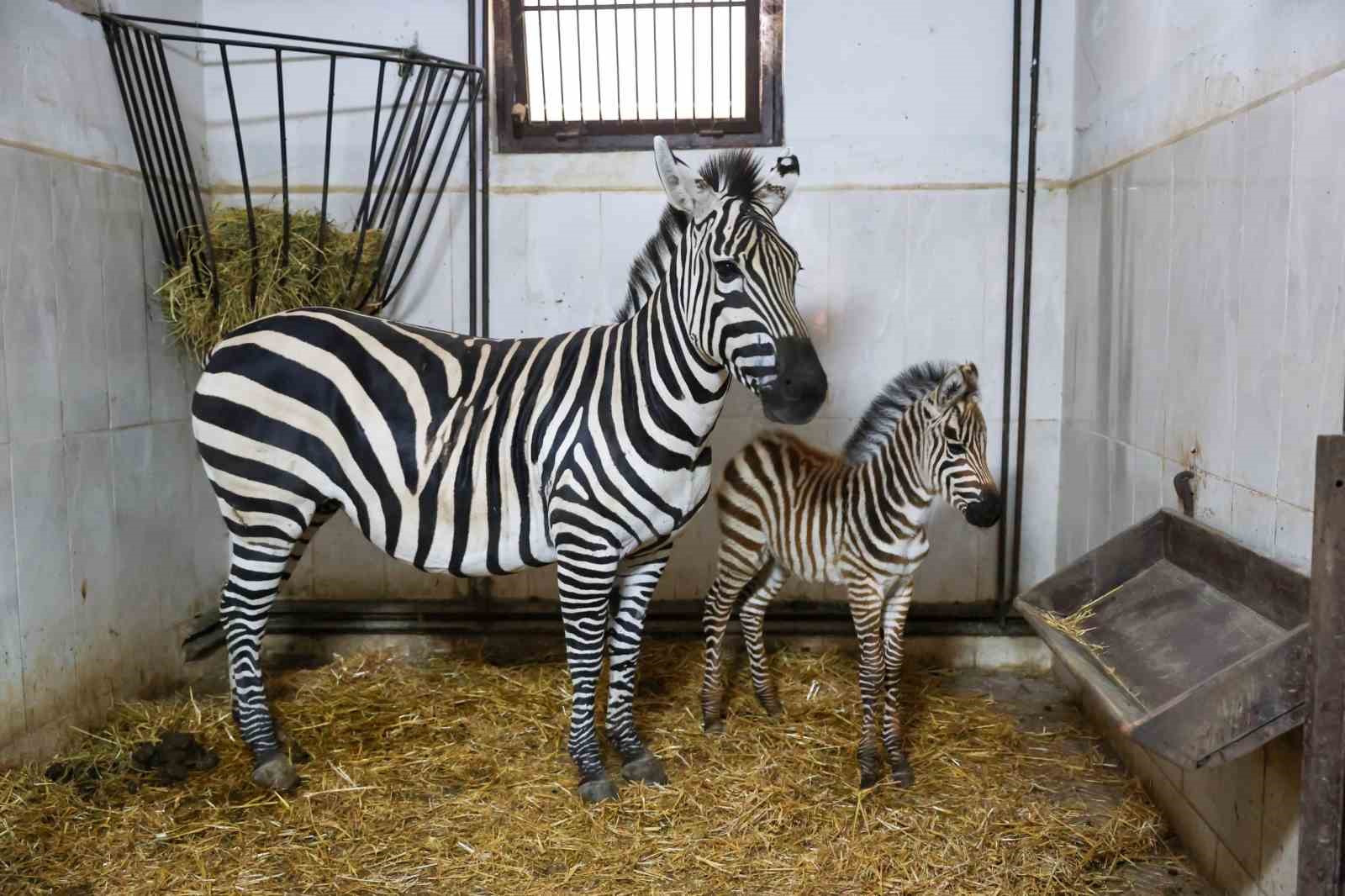 Bursa Hayvanat Bahçesi’nde zebra ailesi büyüyor