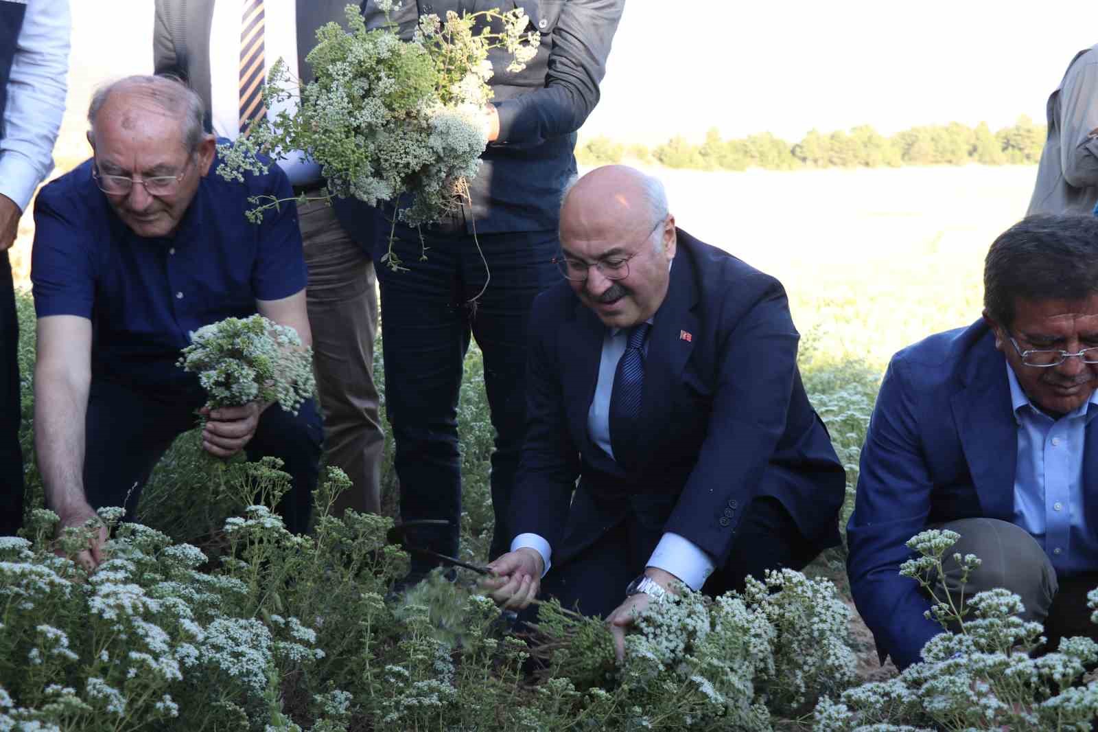 Kekiğin ambarında ilk orak vuruldu