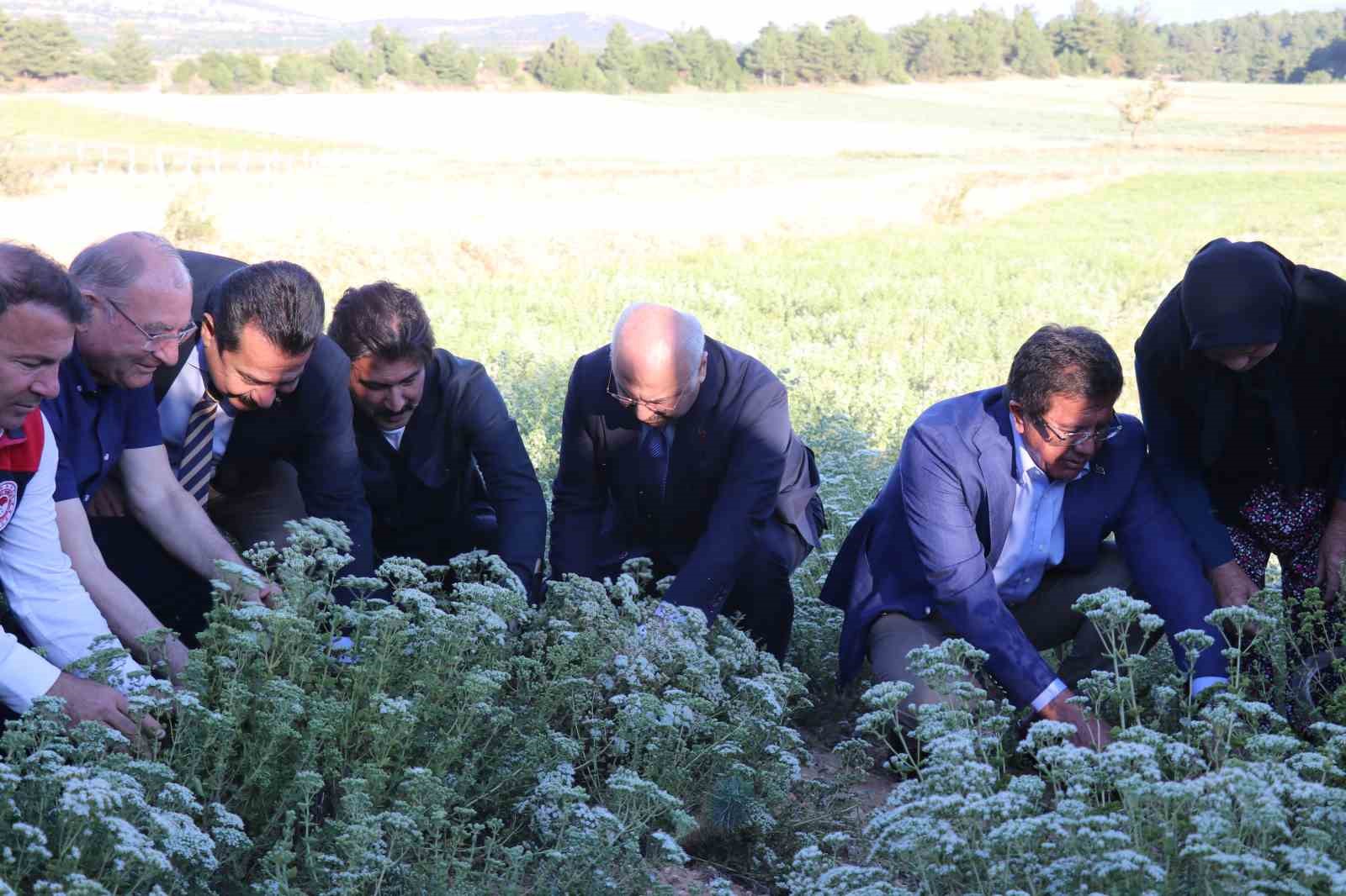 Kekiğin ambarında ilk orak vuruldu
