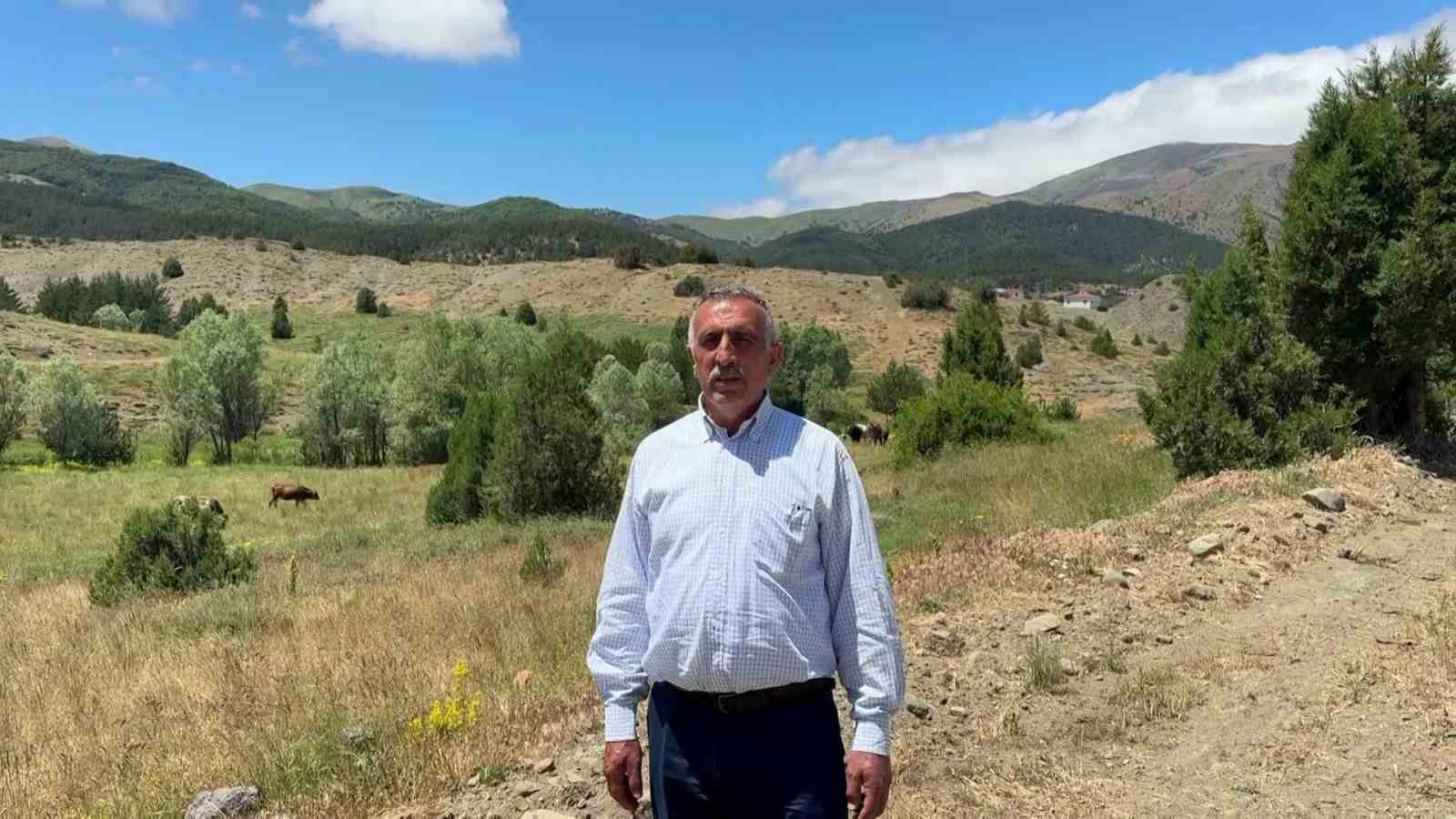 Sivas’ta anne ayı ve yavrusu cep telefonu kamerasıyla görüntülendi