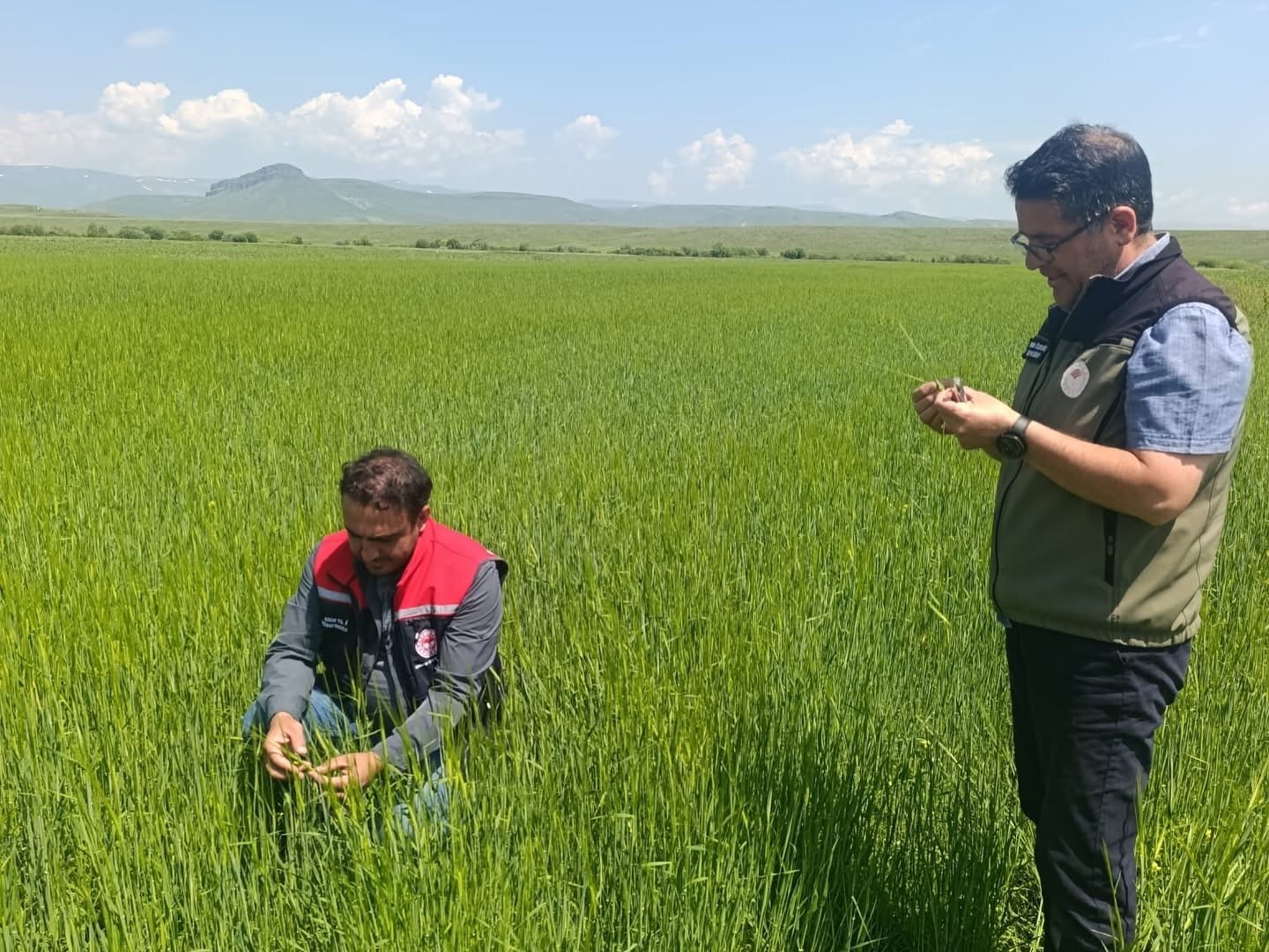 Kars’ta yem bitkileri tespit çalışmaları aralıksız sürüyor