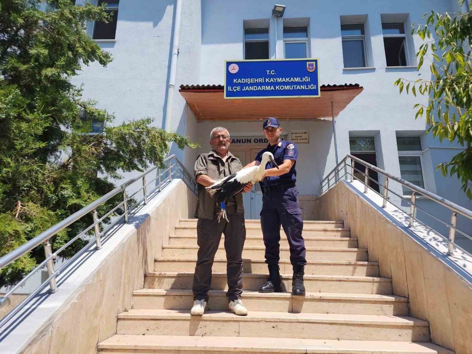 Yaralı leylek tedavi altına alındı