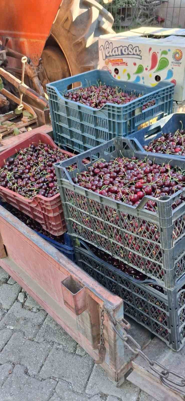 "Kirazda, 2024 yılında sattığımız fiyatları göremiyoruz"