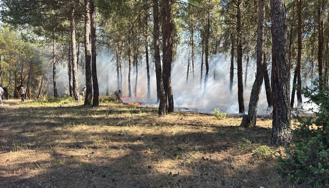 Tavşanlı’da erken müdahale ormanı kurtardı