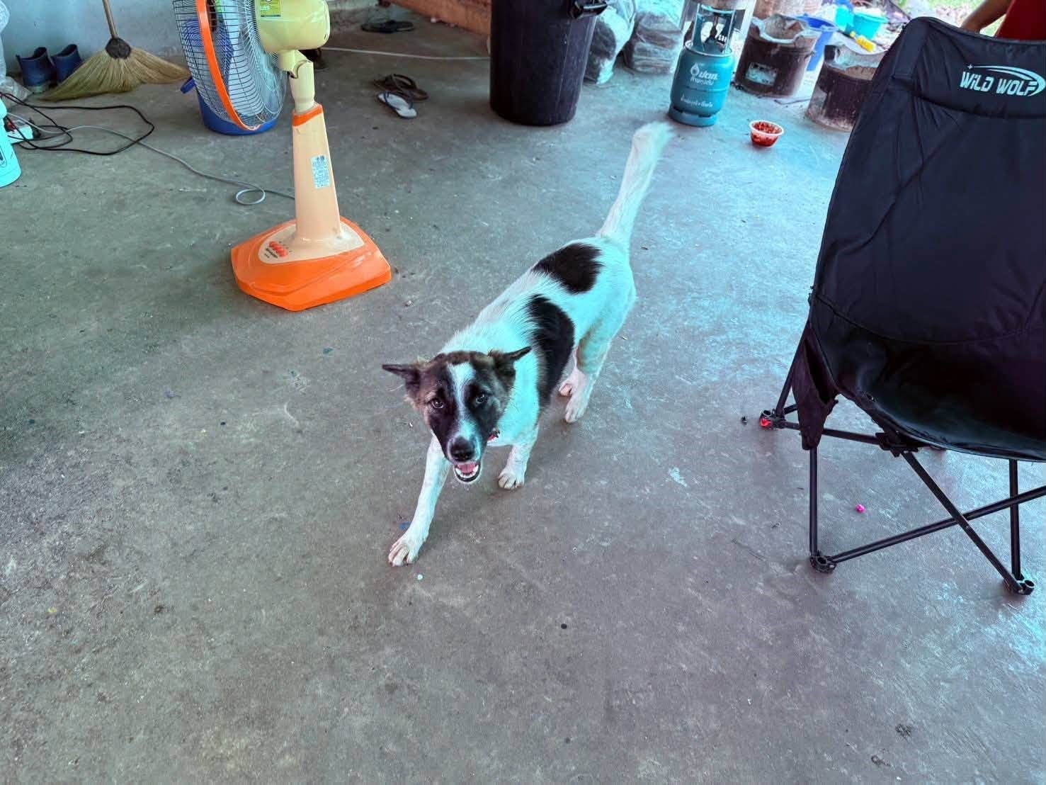 Tayland’da evcil köpek, eve el bombası getirdi